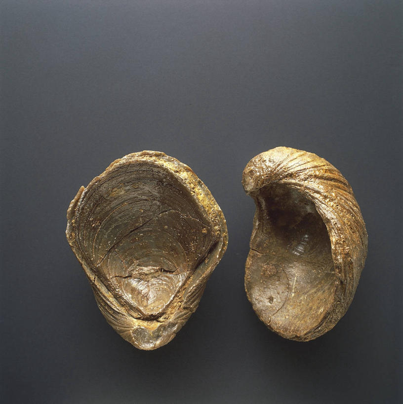 无人,横图,竖图,野生动物,灰色背景,化石,一个,动物,摄影,单个,软体动物,侏罗纪,地质学,史前时代,彩图,影棚拍摄,古生物学