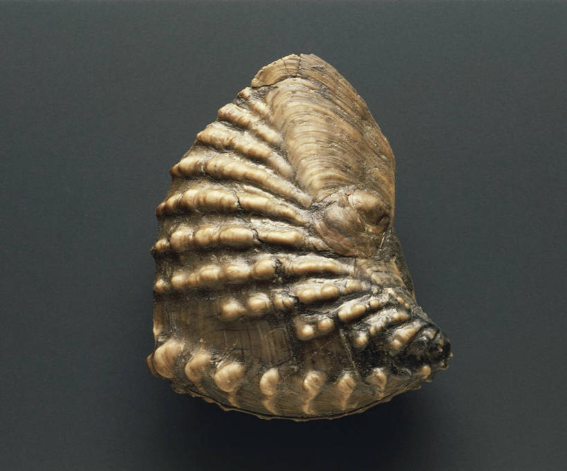 无人,横图,野生动物,许多,化石,很多,动物,摄影,褐色背景,软体动物,收集,侏罗纪,地质学,史前时代,彩图,影棚拍摄,古生物学