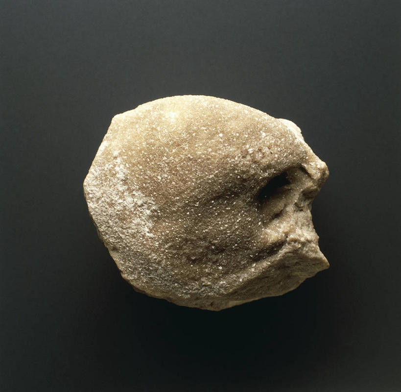 无人,横图,野生动物,许多,化石,很多,动物,摄影,褐色背景,软体动物,远古,收集,三叠纪,地质学,史前时代,彩图,影棚拍摄,年代,地质年代,地质时代,时代,显生宙,中生代,古生物学