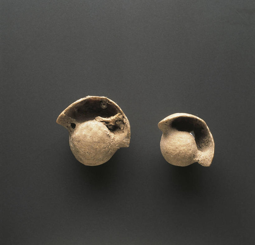 无人,横图,野生动物,许多,化石,很多,动物,摄影,褐色背景,软体动物,收集,地质学,史前时代,彩图,影棚拍摄,古生物学