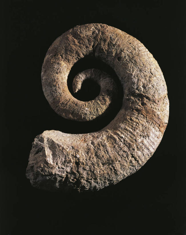 无人,横图,竖图,野生动物,许多,灰色背景,化石,很多,动物,摄影,软体动物,头足类动物,收集,侏罗纪,地质学,史前时代,彩图,影棚拍摄,白垩系,古生物学