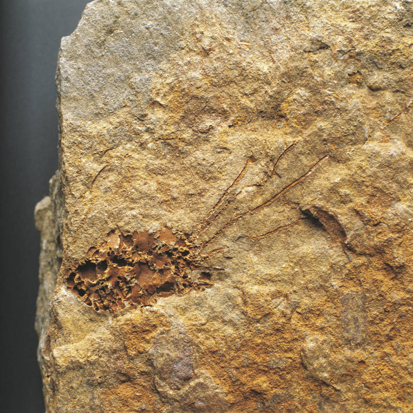 无人,横图,方图,特写,化石,摄影,棘皮动物,地质学,史前时代,岩石,彩图,影棚拍摄,古生代,古生物学