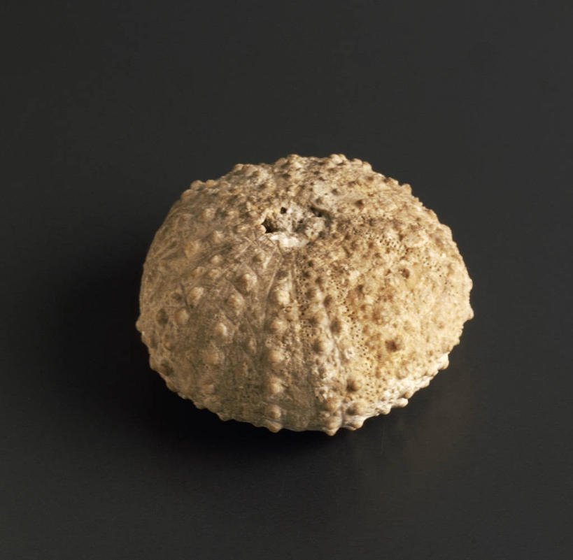 无人,横图,特写,黑色背景,化石,摄影,棘皮动物,地质学,史前时代,彩图,影棚拍摄,白垩系,古生物学