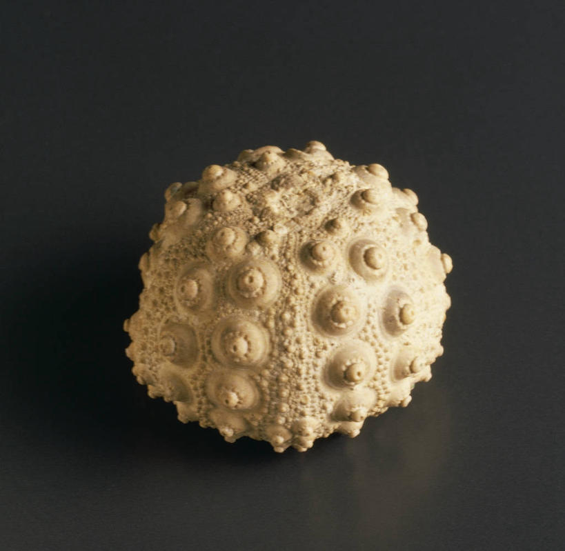 无人,横图,黑色背景,化石,摄影,棘皮动物,侏罗纪,地质学,史前时代,彩图,影棚拍摄,白垩系,古生物学