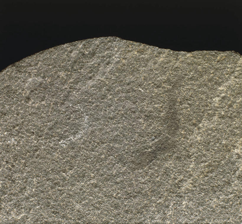 无人,横图,野生动物,灰色背景,化石,一个,摄影,单个,软体动物,侏罗纪,地质学,史前时代,彩图,影棚拍摄,白垩系,古生物学