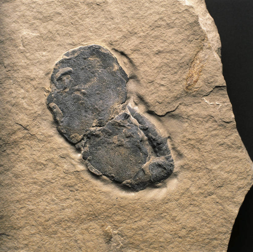 无人,横图,特写,化石,鱼类,摄影,侏罗纪,地质学,岩石,彩图,影棚拍摄,古生物学