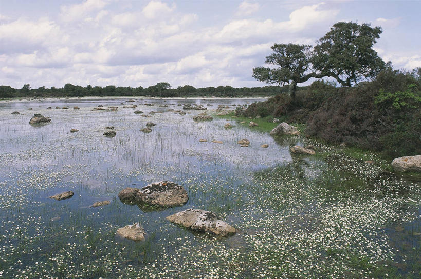 无人,横图,室外,白天,美景,意大利,反射,池塘,地形,景观,浮萍,树,风景,自然,鹅卵石,景色,摄影,宁静,自然风光,彩图