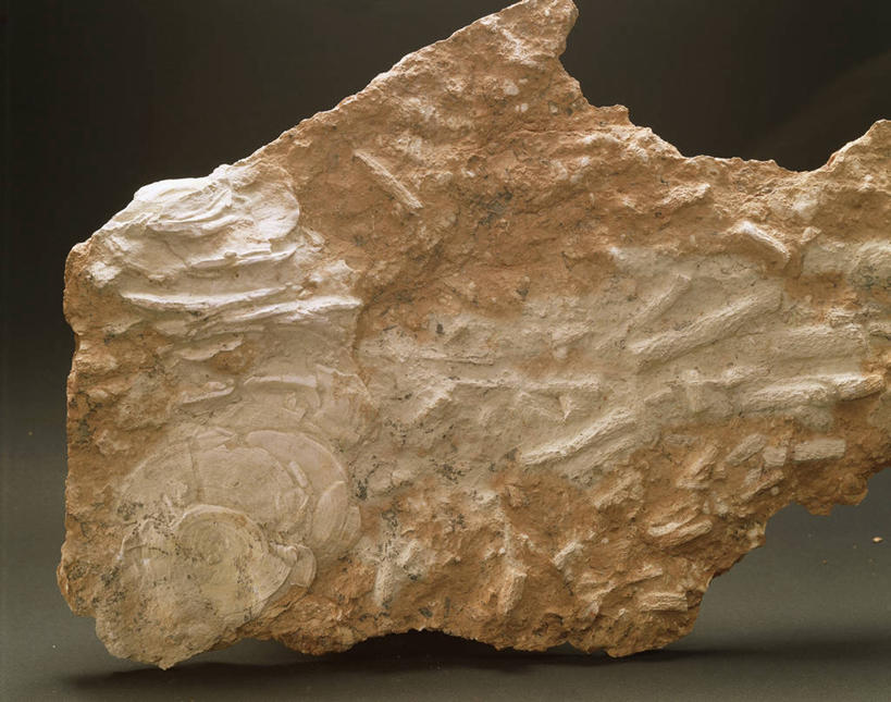 骨骼,脊椎,无人,横图,特写,化石,骨头,一个,人体,摄影,单个,彩图,影棚拍摄,石器时代