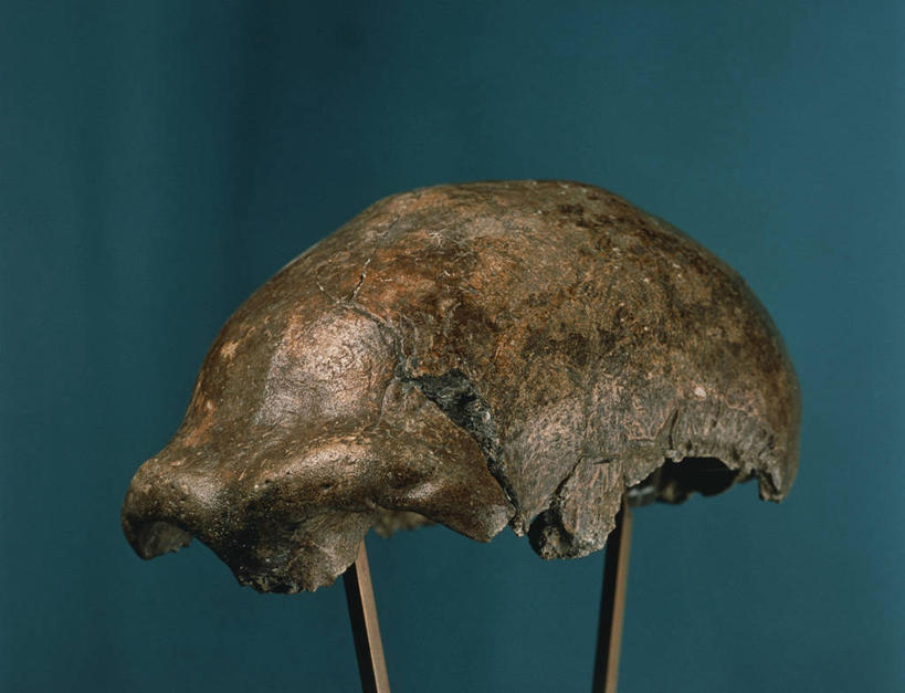 无人,横图,蓝色背景,人头骨,一个,人体,摄影,单个,彩图,影棚拍摄,石器时代,穴居人,古生物学