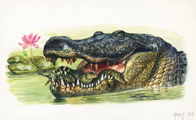 游泳,无人,横图,插画,室外,白天,数码,科技,河流,睡莲,四只,阴影,网络,高光,几何,计算机图形,合成,图画,画,自然,动物,电脑合成图,数码合成图,合成图,叼着,漫画,写实,具体,具象,美国短吻鳄,美术工艺,半身,彩图,动物学