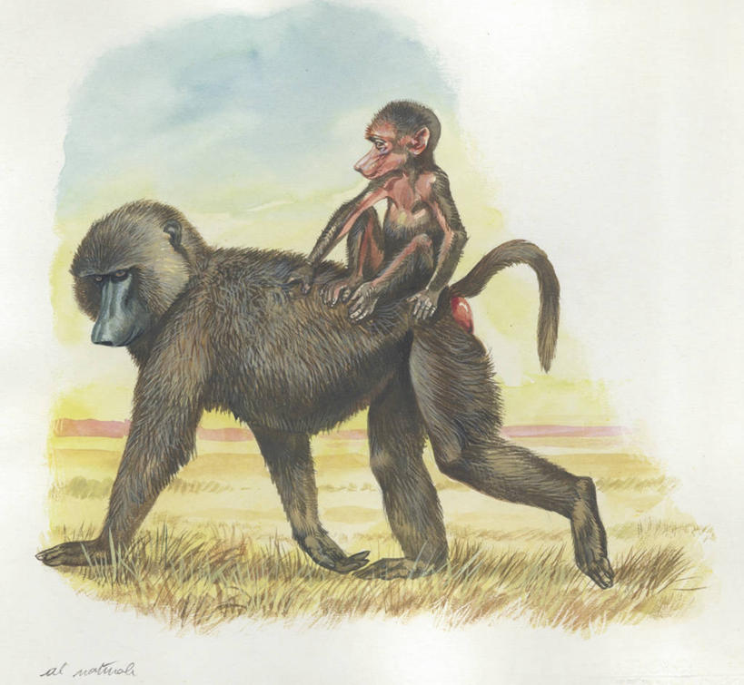 无人,横图,插画,室外,白天,侧面,旅游,度假,绘画,数码,科技,美景,哺乳动物,野生动物,阴影,艺术,网络,狒狒,文字,地形,景观,高光,几何,计算机图形,古典,合成,图画,文化,娱乐,画,草,自然,动物,工艺品,品味,两只,享受,休闲,景色,放松,保护,宁静,美术,电脑合成图,数码合成图,生物学,高雅,合成图,关爱,运送,自然风光,漫画,灵长目,写实,具体,具象,美学,美术工艺,步行,彩图,黄狒狒