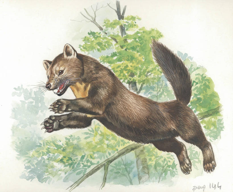 无人,跳,横图,插画,室外,白天,侧面,旅游,度假,绘画,风险,数码,科技,美景,哺乳动物,野生动物,阴影,艺术,网络,数字,文字,景观,枝,半空,高光,几何,计算机图形,古典,合成,图画,文化,娱乐,画,树,自然,动物,工艺品,品味,享受,休闲,景色,放松,美术,电脑合成图,数码合成图,生物学,高雅,合成图,自然风光,漫画,挑战,写实,具体,具象,美学,松貂,美术工艺,危险,彩图