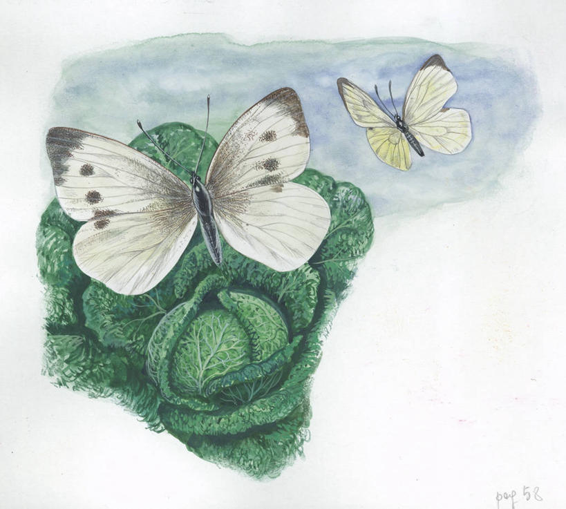 无人,横图,插画,室外,白天,留白,绘画,数码,科技,植物,野生动物,蝴蝶,阴影,艺术,网络,昆虫,半空,高光,几何,计算机图形,古典,合成,图画,文化,飞,画,天空,自然,动物,工艺品,品味,两只,甘蓝,美术,电脑合成图,数码合成图,生物学,高雅,合成图,漫画,写实,具体,具象,美学,美术工艺,彩图,大白蝴蝶