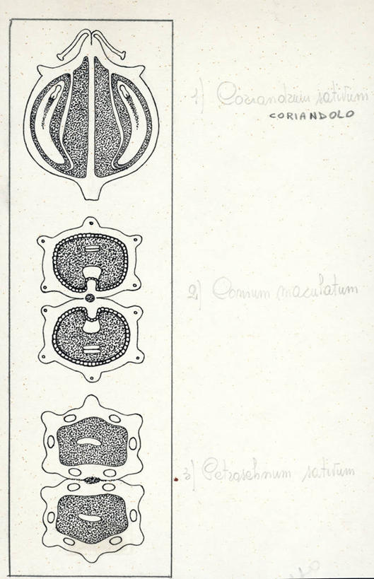 无人,竖图,黑白,插画,白色背景,数码,科技,植物,松树,阴影,网络,种子,高光,几何,计算机图形,合成,图画,画,绿色,自然,芫荽叶,比较,欧芹,生长,放大,多样,成长,电脑合成图,数码合成图,生物学,合成图,杉树,坚定,漫画,写实,具体,具象,长寿,贞洁,铁杉