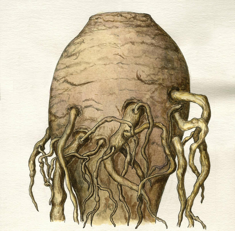 无人,横图,方图,插画,特写,白色背景,数码,科技,阴影,网络,食品,根部,高光,几何,计算机图形,合成,图画,破坏,破损,画,生长,损坏,电脑合成图,数码合成图,生物学,合成图,漫画,写实,具体,具象,根甜菜,红菜头,甜菜根,菾菜,紫菜头,糖萝卜,藜麦,原生动物,彩图