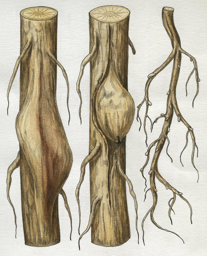 无人,竖图,插画,白色背景,数码,科技,阴影,网络,根部,高光,几何,计算机图形,合成,甜菜,图画,画,生长,电脑合成图,数码合成图,生物学,合成图,漫画,写实,具体,具象,原生动物,彩图,囊肿