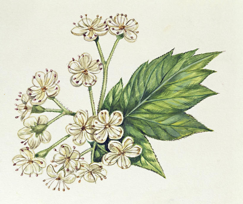 无人,横图,插画,特写,白色背景,数码,科技,叶子,阴影,网络,茎,高光,几何,计算机图形,合成,图画,画,花,花朵,自然,部分,电脑合成图,数码合成图,生物学,合成图,漫画,写实,具体,具象,美术工艺,彩图,影棚拍摄,花序