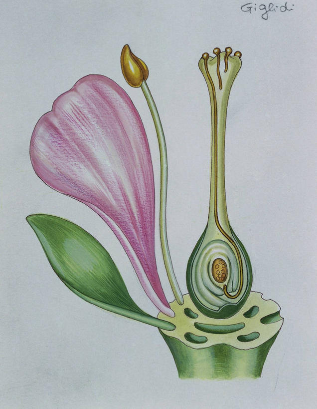 无人,竖图,插画,特写,数码,科技,叶子,阴影,盛开,网络,高光,几何,计算机图形,合成,花蕾,图画,画,花,花瓣,花朵,鲜花,一朵,一个,粉色,绿色,自然,花苞,花蕊,单个,电脑合成图,数码合成图,生物学,合成图,雄蕊,横截面,漫画,写实,具体,具象,美术工艺,彩图,花粉管