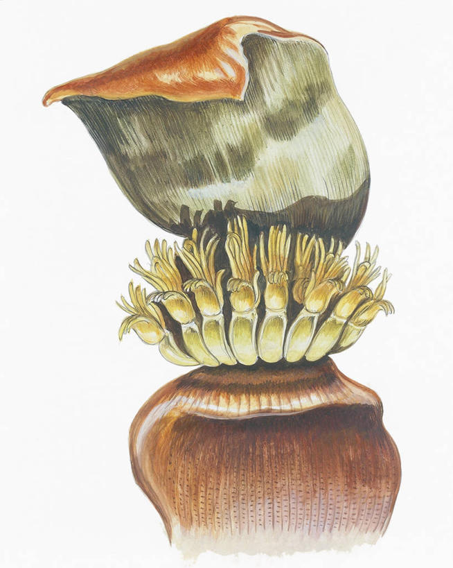 无人,竖图,插画,特写,数码,科技,阴影,网络,香蕉树,高光,几何,计算机图形,合成,图画,画,自然,部分,电脑合成图,数码合成图,生物学,合成图,雄蕊,漫画,写实,具体,具象,彩图,花序