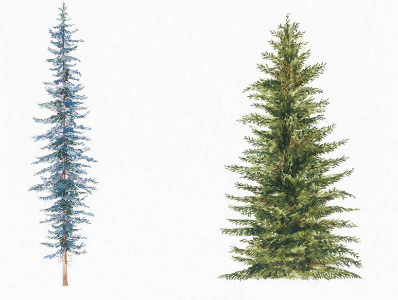 无人,横图,插画,白色背景,数码,科技,阴影,网络,高光,几何,计算机图形,合成,图画,画,树,自然,电脑合成图,数码合成图,生物学,合成图,漫画,云杉,写实,具体,具象,彩图,白云杉