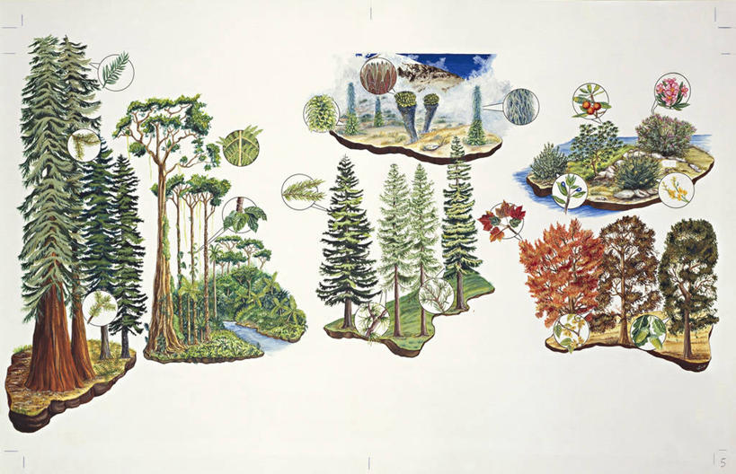 无人,横图,插画,白色背景,数码,科技,阴影,网络,高光,几何,计算机图形,合成,图画,画,树,摄影,多样,环境,电脑合成图,数码合成图,生物学,气候,合成图,热带雨林,漫画,写实,具体,具象,彩图,温带雨林