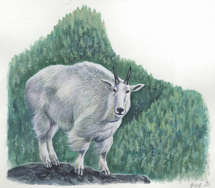 无人,横图,插画,室外,特写,白天,数码,科技,森林,野生动物,阴影,网络,高光,几何,计算机图形,合成,图画,画,电脑合成图,数码合成图,生物学,合成图,漫画,写实,具体,具象,野生白山羊,岩石,彩图,动物学