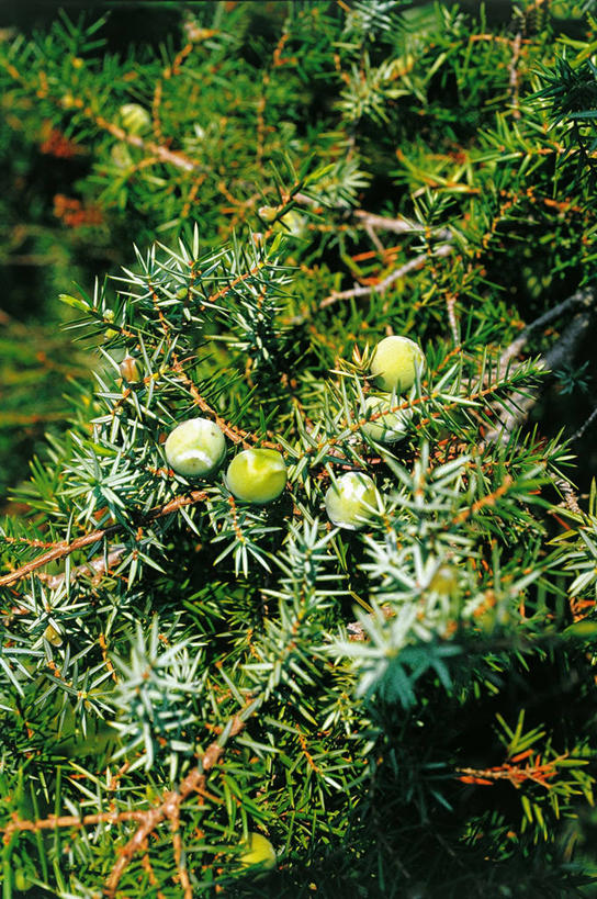 无人,竖图,室外,白天,植物,意大利,科学,图像,树,摄影,生物学,南欧,托斯卡纳区,构图,针叶树,彩图,时空