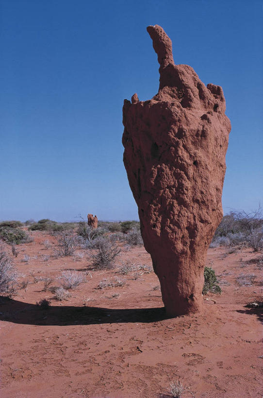 无人,竖图,室外,白天,植物,非洲,索马里,阴影,地平线,辽阔,地面,图像,天空,地标建筑,广阔,摄影,灌木,一望无际,气候,岩层,延伸,主题,地貌,万里无云,天地相交,构图,东非,无边无际,一马平川,岩石,彩图,旅行,时空