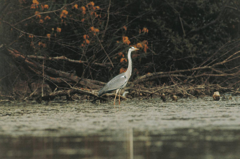 无人,横图,室外,白天,河流,森林,树林,鸟,野生动物,意大利,欧洲,反射,苍鹭,鸟类,流水,图像,自然,动物,摄影,地中海文化,南欧,主题,构图,灰鹳,台伯河,彩图,时空,传统文化,脊椎动物亚门
