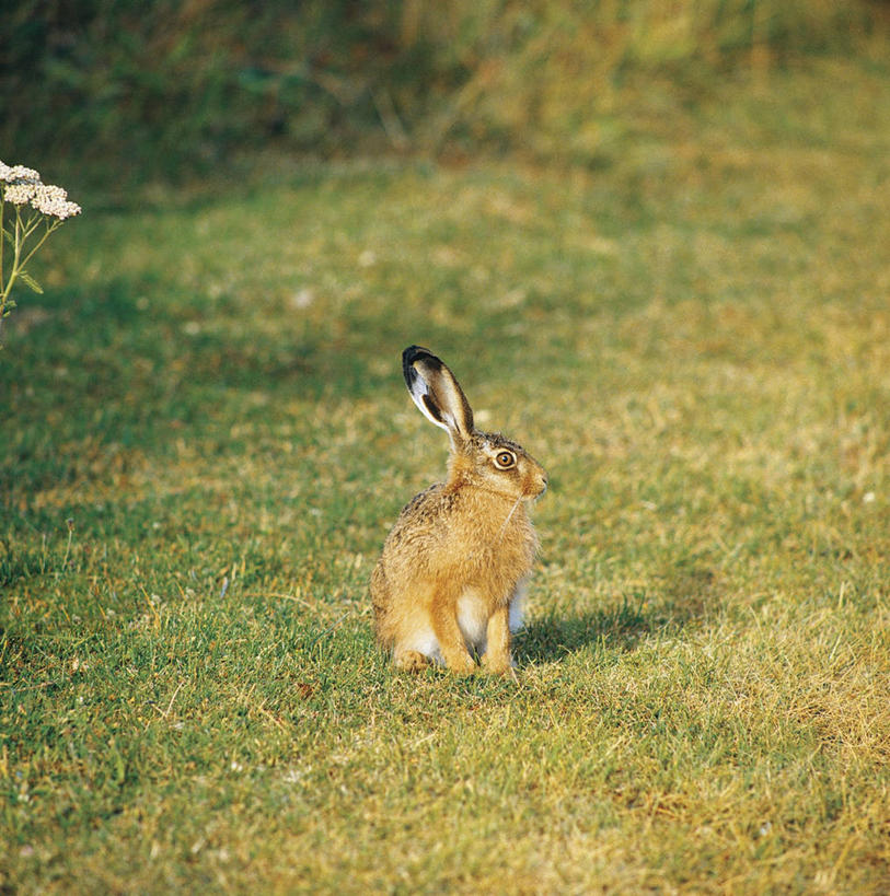 无人,方图,俯视,室外,白天,哺乳动物,野生动物,阿根廷,阴影,兔子,图像,草,动物,概念,南美,摄影,兔,生物学,国家公园,拉丁美洲,主题,美洲,野兔,视角,机敏,构图,彩图,高角度拍摄,时空,动物学,脊椎动物亚门