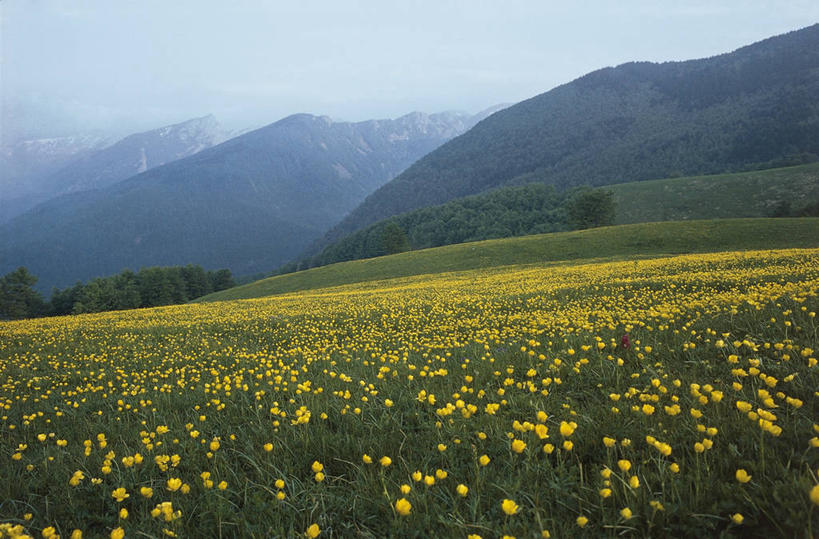 无人,农场,横图,室外,白天,山,山脉,植物,意大利,欧洲,田地,云,毛茛,草药,药草,图像,中药,花,树,风景,天空,自然,概念,摄影,生长,宁静,地中海文化,南欧,主题,药材,中草药,自然现象,意大利文化,伦巴第大区,地貌,中药材,本草,意大利共和国,老虎脚爪草,鱼疔草,构图,艾米利亚.罗马涅,艾米利亚.罗马涅大区,彩图,旅行,亚平宁山脉,时空,传统文化