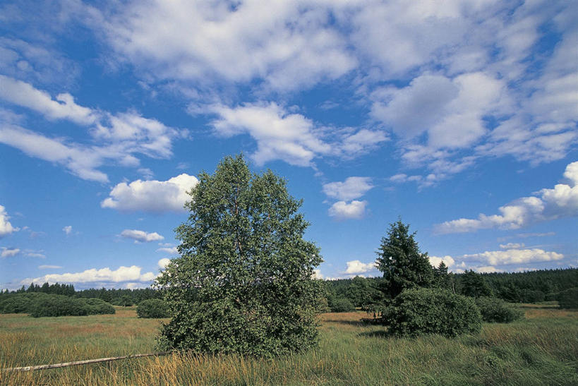 无人,横图,室外,白天,旅游,度假,美景,森林,植物,比利时,欧洲,阴影,地形,景观,云,图像,娱乐,树,天空,自然,享受,休闲,景色,放松,摄影,白桦,自然风光,主题,自然现象,落叶树,构图,彩图,旅行,瓦隆,列日,时空,林区
