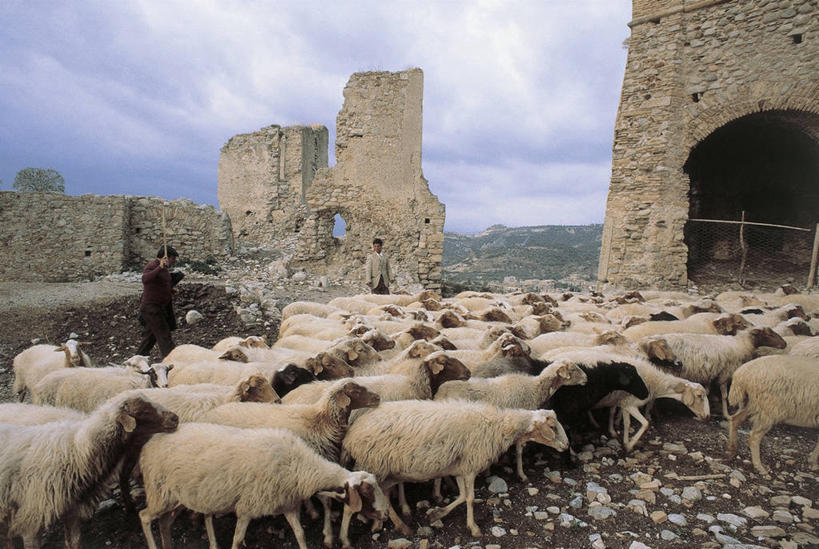 成年人,两个人,横图,室外,白天,农业,建筑,哺乳动物,牛,野生动物,意大利,一群,许多,放牧,朦胧,模糊,羊群,很多,图像,历史,废墟,自然,动物,概念,家畜,摄影,牲畜,人造,南欧,主题,自然现象,意大利文化,牧人,构图,卡拉布里亚,男人,男性,岩石,绵羊,彩图,旅行,时空,雷焦卡拉布里亚,过去,脊椎动物亚门