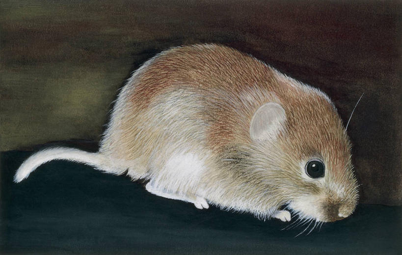 无人,横图,室外,特写,哺乳动物,野生动物,科学,尾巴,图像,动物,生物,摄影,鼠,生物学,主题,构图,彩图,时空,动物学,脊椎动物亚门