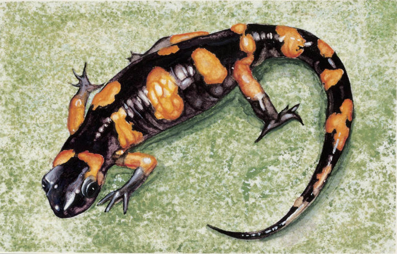 无人,横图,插画,特写,数码,科技,野生动物,蜥蜴,阴影,科学,网络,高光,几何,计算机图形,合成,图像,图画,画,动物,生物,电脑合成图,数码合成图,生物学,合成图,主题,漫画,计算机制图,写实,具体,具象,构图,式样,火蜥蜴,彩图,动物学,脊椎动物亚门