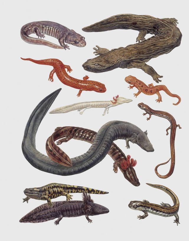 无人,竖图,插画,特写,白色背景,数码,科技,野生动物,蜥蜴,一群,许多,阴影,科学,网络,鬣蜥,很多,高光,几何,计算机图形,合成,图像,图画,画,白色,动物,生物,电脑合成图,数码合成图,生物学,合成图,主题,漫画,计算机制图,石龙子,泉龙,猪婆蛇,四脚蛇,写实,具体,具象,蜴,构图,火蜥蜴,彩图,动物学,脊椎动物亚门