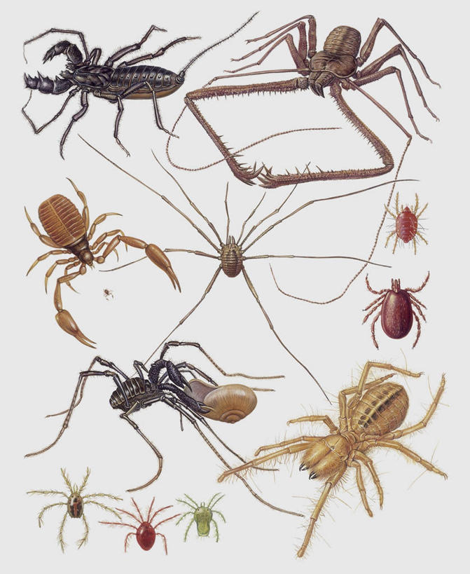 无人,竖图,插画,特写,白色背景,数码,科技,野生动物,一群,许多,阴影,科学,网络,蜘蛛,很多,高光,几何,计算机图形,合成,图像,图画,画,白色,动物,电脑合成图,数码合成图,生物学,合成图,主题,节肢动物,蝎子,漫画,计算机制图,写实,具体,具象,构图,蜱,彩图,螨,动物学