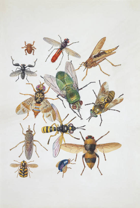 无人,竖图,插画,特写,白色背景,数码,科技,野生动物,蜜蜂,蚊子,一群,许多,阴影,科学,网络,昆虫,很多,高光,几何,计算机图形,合成,图像,图画,画,白色,动物,电脑合成图,数码合成图,生物学,合成图,主题,漫画,黄蜂,益虫,计算机制图,写实,具体,具象,构图,家蝇,彩图,动物学