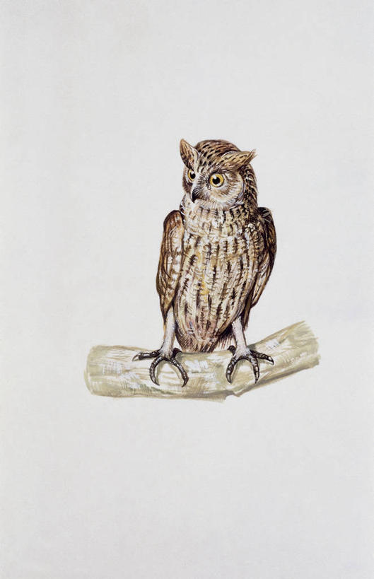 无人,竖图,插画,特写,白色背景,数码,科技,猫头鹰,野生动物,阴影,科学,网络,鸟类,枝,高光,几何,计算机图形,合成,图像,图画,画,白色,动物,生物,栖息,电脑合成图,数码合成图,生物学,合成图,主题,漫画,计算机制图,大角枭,写实,具体,具象,构图,彩图,动物学,脊椎动物亚门