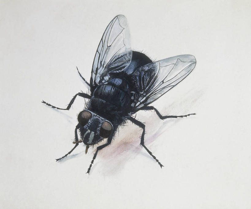 无人,横图,插画,特写,白色背景,数码,科技,野生动物,阴影,科学,网络,昆虫,高光,几何,计算机图形,合成,图像,图画,画,白色,动物,电脑合成图,数码合成图,生物学,合成图,主题,漫画,益虫,计算机制图,写实,具体,具象,构图,绿头苍蝇,彩图,动物学