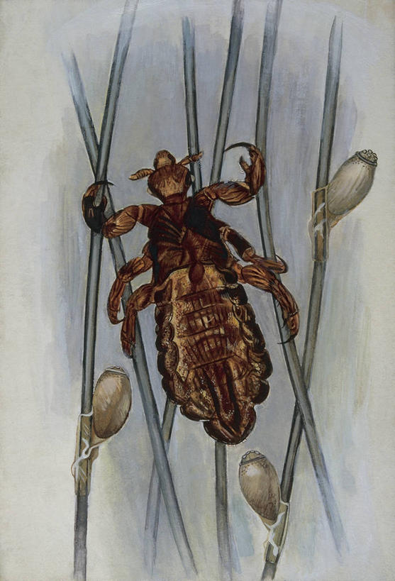 头发,无人,竖图,插画,特写,数码,科技,阴影,网络,高光,几何,计算机图形,合成,图像,图画,拿着,画,动物,概念,生物,人体,电脑合成图,数码合成图,生物学,合成图,主题,幼虫,漫画,计算机制图,丑陋,写实,具体,具象,害虫,卵,构图,人虱,触摸,彩图,头虱,恐惧症,动物学