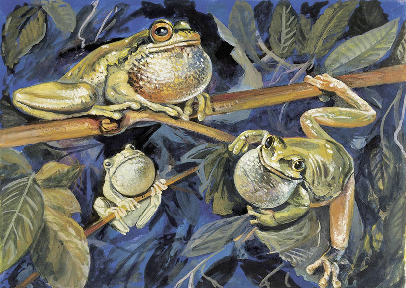 无人,横图,插画,室外,特写,白天,数码,科技,植物,青蛙,野生动物,叶子,三只,吊挂,悬挂,阴影,科学,网络,树蛙,枝,高光,几何,计算机图形,挂,合成,图像,图画,画,树,动物,生物,栖息,电脑合成图,数码合成图,生物学,合成图,主题,漫画,计算机制图,写实,具体,具象,构图,欧洲树蛙,彩图,时空,动物学,脊椎动物亚门