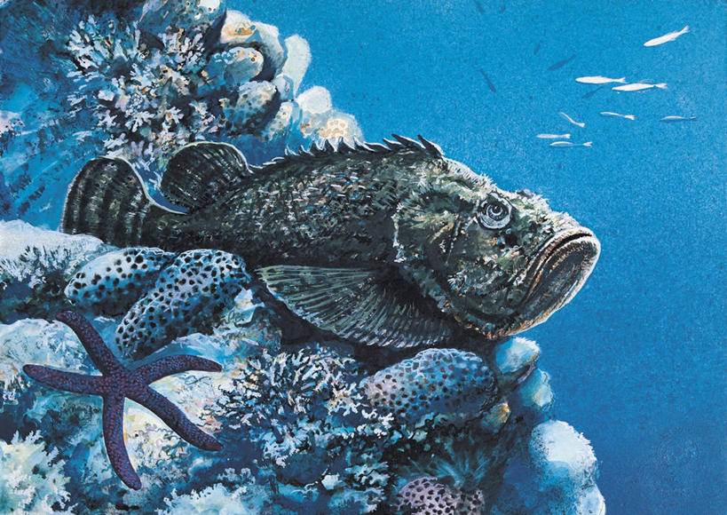 游泳,无人,横图,插画,室外,特写,白天,数码,科技,海洋,水,植物,海星,野生动物,一群,许多,阴影,科学,网络,珊瑚,很多,高光,几何,计算机图形,合成,图像,图画,鱼类,画,动物,电脑合成图,数码合成图,生物学,合成图,水生植物,主题,咸水鱼,自然现象,棘皮动物,漫画,计算机制图,刺胞动物,写实,具体,具象,构图,中华鬼鲉,岩石,彩图,时空,动物学,脊椎动物亚门