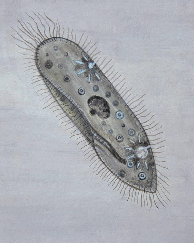 无人,竖图,插画,室内,特写,数码,科技,微生物,阴影,科学,网络,草履虫,高光,几何,计算机图形,合成,图像,图画,画,动物,生物,电脑合成图,数码合成图,生物学,合成图,主题,漫画,计算机制图,写实,具体,具象,构图,原生动物,纤毛虫,彩图,影棚拍摄,动物学