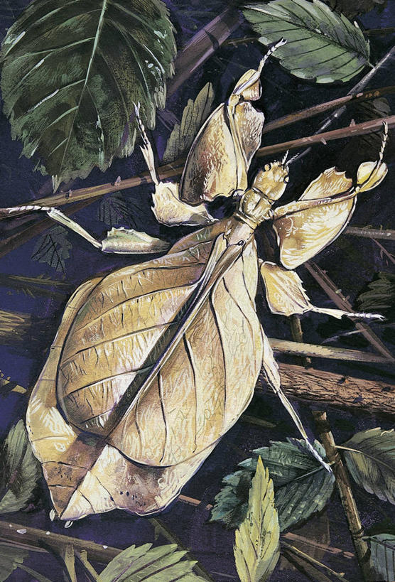 无人,竖图,插画,室外,特写,白天,数码,科技,野生动物,叶子,阴影,科学,网络,昆虫,高光,几何,计算机图形,合成,图像,图画,画,动物,概念,电脑合成图,数码合成图,生物学,合成图,主题,伪装,漫画,计算机制图,写实,具体,具象,构图,竹节虫,彩图,时空,动物学