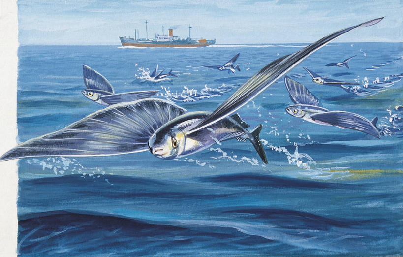 无人,横图,插画,室外,特写,白天,数码,科技,海洋,水,船,野生动物,阴影,波纹,网络,翅膀,半空,高光,几何,计算机图形,合成,图像,图画,飞,鱼类,画,蓝色,电脑合成图,数码合成图,生物学,人造,鳍,合成图,主题,咸水鱼,漫画,海景,计算机制图,写实,具体,具象,飞鱼,构图,彩图,时空,动物学,脊椎动物亚门