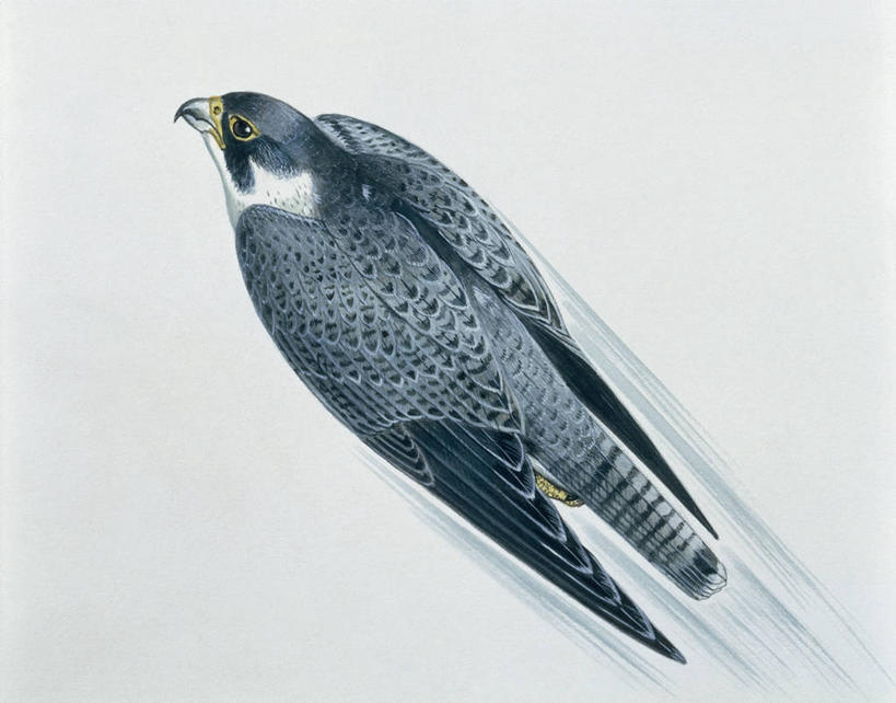 无人,横图,插画,特写,白色背景,运动模糊,数码,科技,野生动物,阴影,网络,翅膀,鸟类,高光,几何,计算机图形,合成,图像,图画,飞,画,白色,动物,概念,电脑合成图,数码合成图,生物学,合成图,主题,漫画,猎鹰,计算机制图,写实,具体,具象,构图,游隼,老鹰,彩图,动物学,脊椎动物亚门