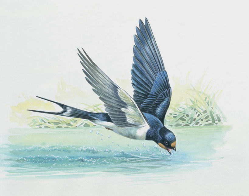 无人,横图,插画,特写,白色背景,数码,科技,野生动物,燕子,阴影,干燥,科学,网络,鸟类,池塘,高光,几何,计算机图形,合成,图像,图画,飞,画,白色,动物,电脑合成图,数码合成图,生物学,合成图,主题,漫画,计算机制图,写实,具体,具象,构图,家燕,鸣鸟,口渴,死水,彩图,动物学