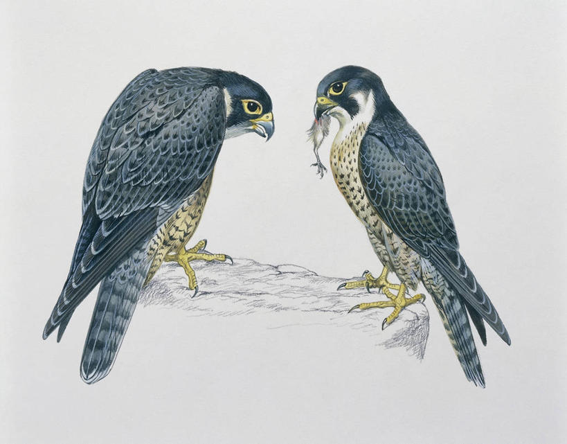 无人,吃,横图,插画,特写,白色背景,数码,科技,野生动物,三只,阴影,网络,鸟类,高光,几何,计算机图形,合成,图像,图画,画,白色,动物,面对面,电脑合成图,数码合成图,生物学,合成图,主题,自然现象,漫画,猎鹰,计算机制图,写实,具体,具象,构图,游隼,岩石,老鹰,彩图,给予,动物行为,动物学,脊椎动物亚门