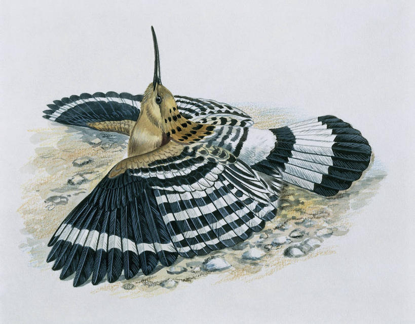 无人,横图,插画,特写,白色背景,数码,科技,野生动物,羽毛,阴影,条纹,科学,网络,翅膀,鸟类,高光,几何,计算机图形,合成,图像,图画,飞,盘旋,画,白色,动物,生物,电脑合成图,数码合成图,拍打,生物学,合成图,主题,漫画,喙,计算机制图,写实,具体,具象,构图,戴胜鸟,式样,彩图,动物学,脊椎动物亚门